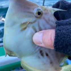 東京湾、カワハギ玉砕