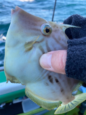 東京湾、カワハギ玉砕