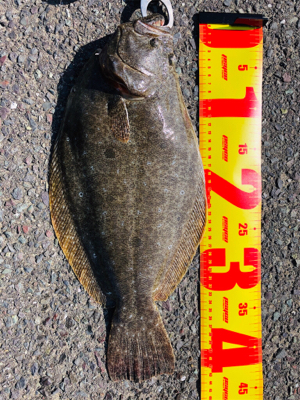 ヒラメ43cm