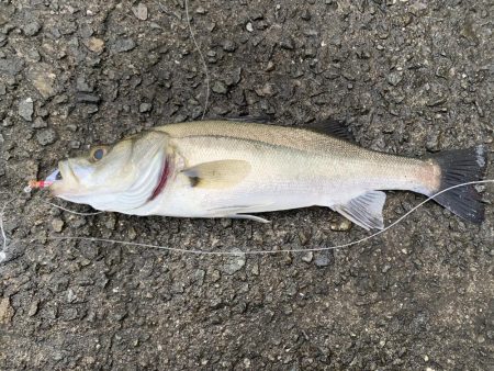 初釣りのロッド入魂