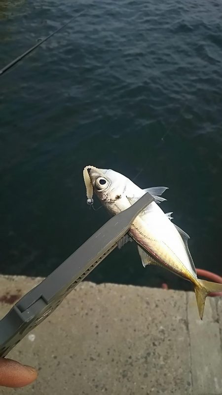 アジ釣り メバル釣り