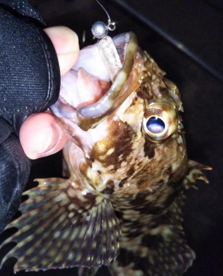 根魚に癒やされた