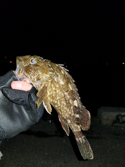 釣り初め