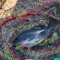 室戸岬漁港 陸っぱり 釣り 魚釣り 釣果情報サイト カンパリ