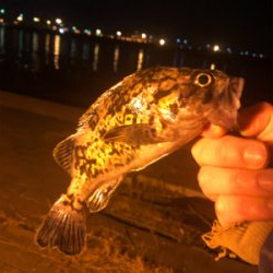 アナゴがよく釣れました