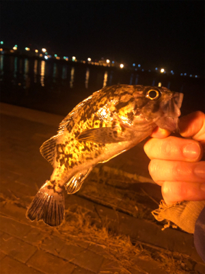 アナゴがよく釣れました