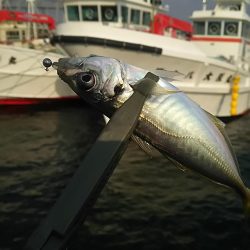 アジ釣り メバル釣り