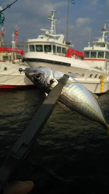 アジ釣り メバル釣り