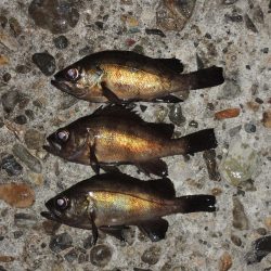 今年最初のエビ撒き釣り