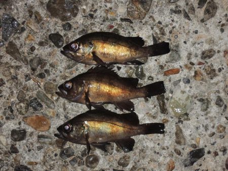 今年最初のエビ撒き釣り