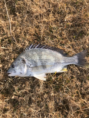 武庫川チニング