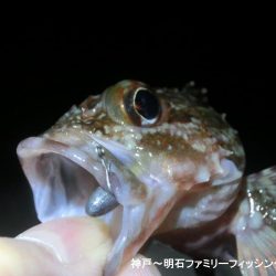 メバルの顔は拝めずガシラの釣果