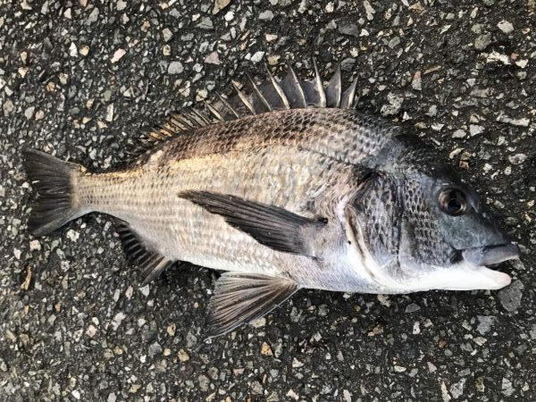 イチノ兄弟、釣果！