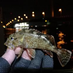 南港へち釣行 （2020/01/03 南港ヘチ釣り ガシラ、タケノコメバル 釣果有り）