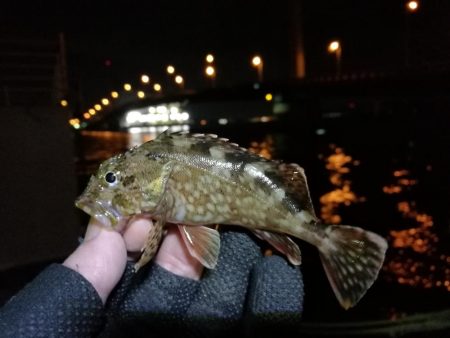 南港へち釣行 （2020/01/03 南港ヘチ釣り ガシラ、タケノコメバル 釣果有り）