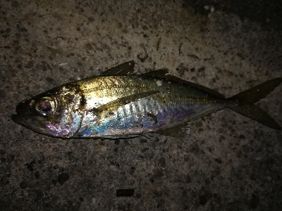 新年初釣り