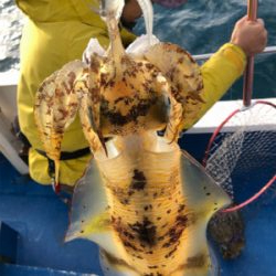 初釣りは満足のティップラン