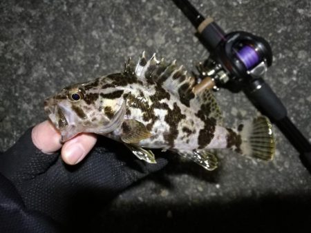 南港へち釣行 （2020/01/03 南港ヘチ釣り ガシラ、タケノコメバル 釣果有り）