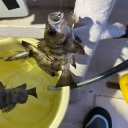 メバル　　船夜釣り