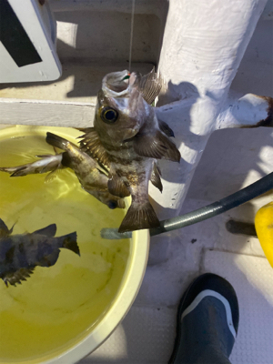 メバル　　船夜釣り