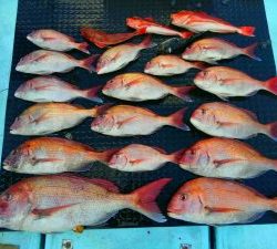 東京湾探釣隊ぼっち 釣果