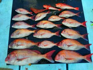 東京湾探釣隊ぼっち 釣果