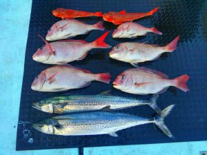 東京湾探釣隊ぼっち 釣果