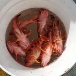 遊漁船　ニライカナイ 釣果