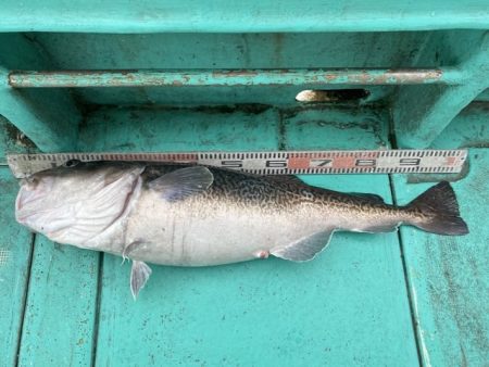 広進丸 釣果