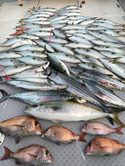 ミタチ丸 釣果