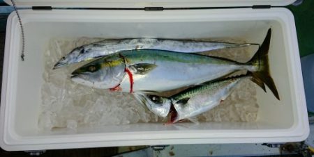 火遠理丸（ほおりまる） 釣果