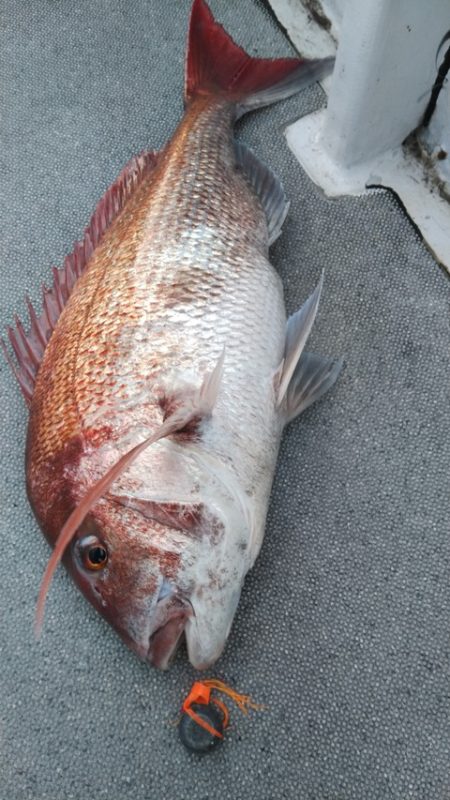 遊漁船 新鋭丸 釣果