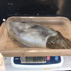 まると屋 釣果