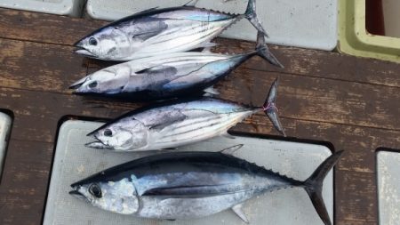 小海途 釣果