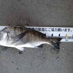 ふじや釣舟店 釣果