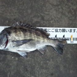 ふじや釣舟店 釣果