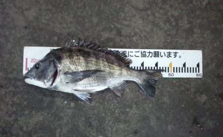 ふじや釣舟店 釣果