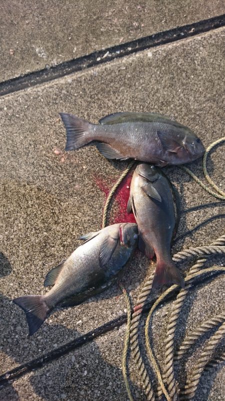 しば渡船 釣果