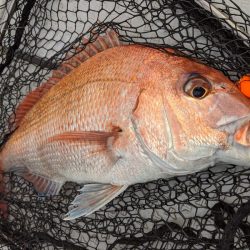 海季丸（みきまる） 釣果