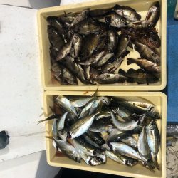 ヤザワ渡船 釣果