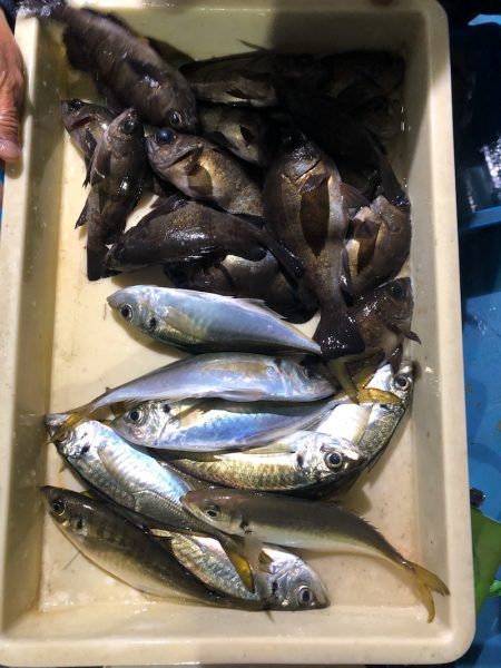 ヤザワ渡船 釣果