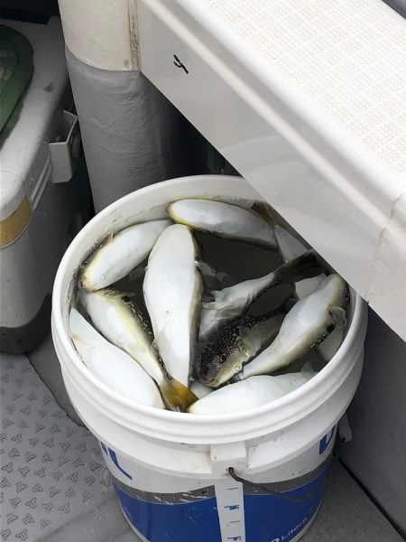 浜栄丸 釣果