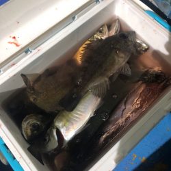 ヤザワ渡船 釣果