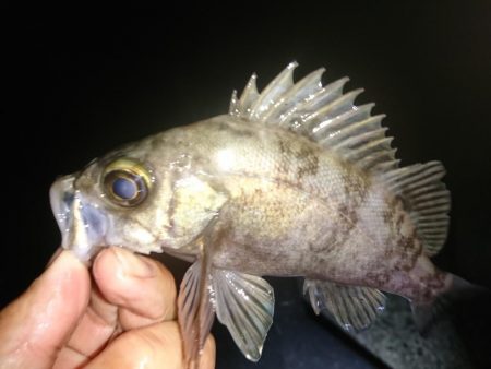 フロートリグのメバル 淡路島 伊毘 メバリング メバル 陸っぱり 釣り 魚釣り 釣果情報サイト カンパリ