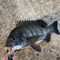 クロダイ2枚釣れました