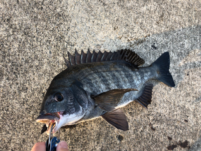 クロダイ2枚釣れました