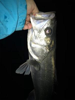 なんとか釣れた〜