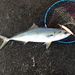 徳島 ブリ 陸っぱり 釣り 魚釣り 釣果情報サイト カンパリ
