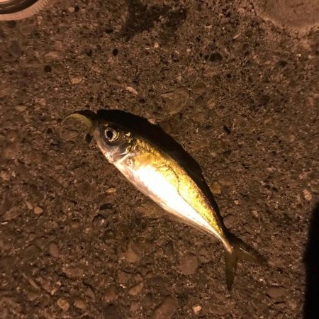 アジの回遊 和歌山県 串本東部 アジング アジ 陸っぱり 釣り 魚釣り 釣果情報サイト カンパリ