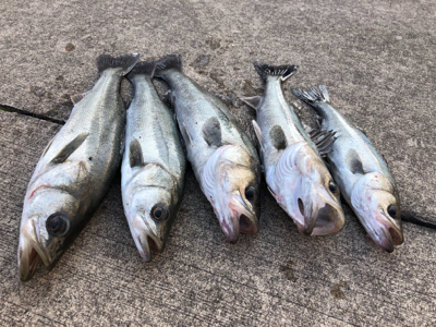 暖かく魚の活性も高い